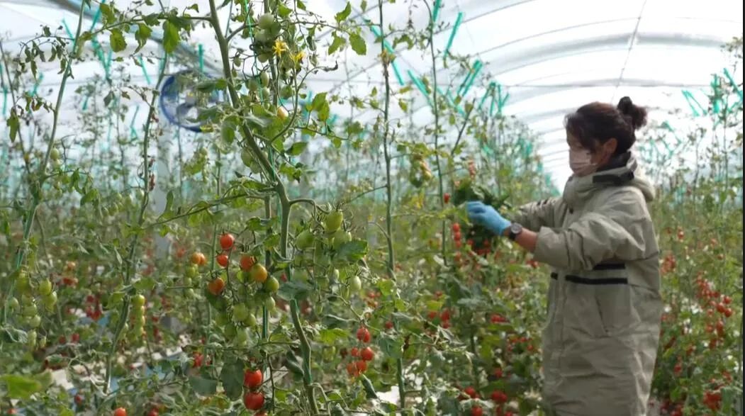 農牧民群眾在“植物工廠”務工。萬李攝 農牧民群眾在“植物工廠”務工。萬李攝