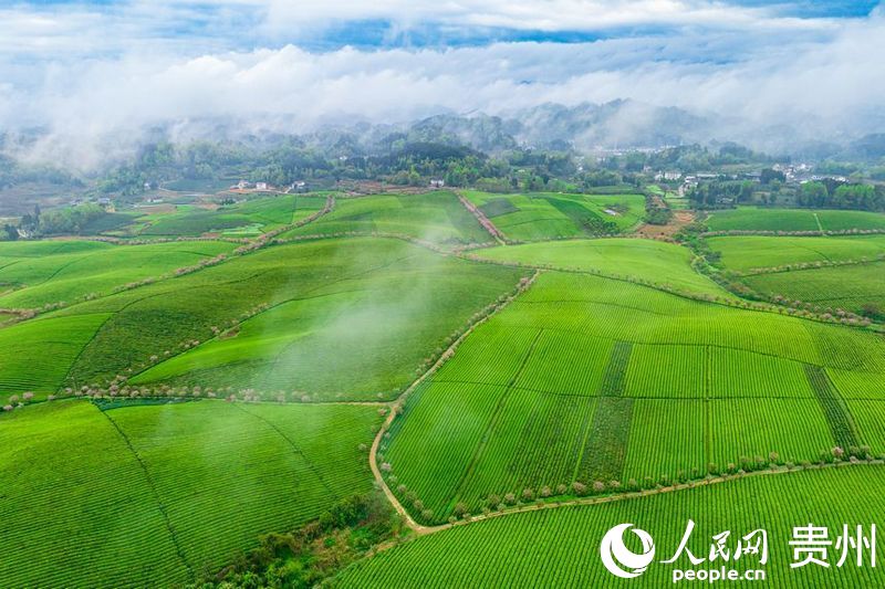 航拍貴州省遵義市湄潭縣的萬(wàn)畝茶海景區(qū)。人民網(wǎng) 陽(yáng)茜攝