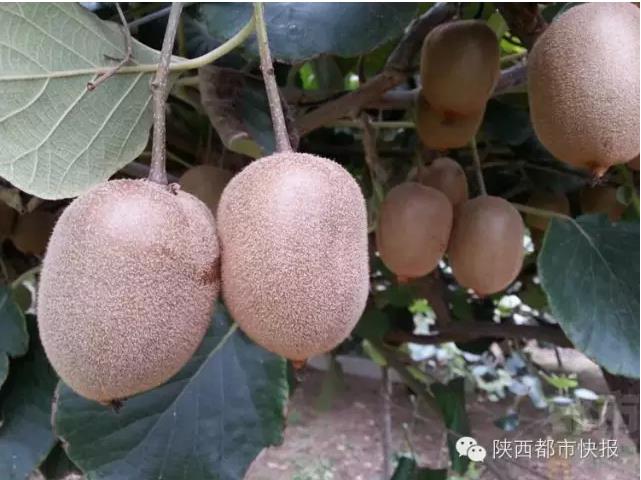 QQ瀏覽器截圖_20150920174844_CC974F05E0C748e8B065C4540B3A52F4.jpg