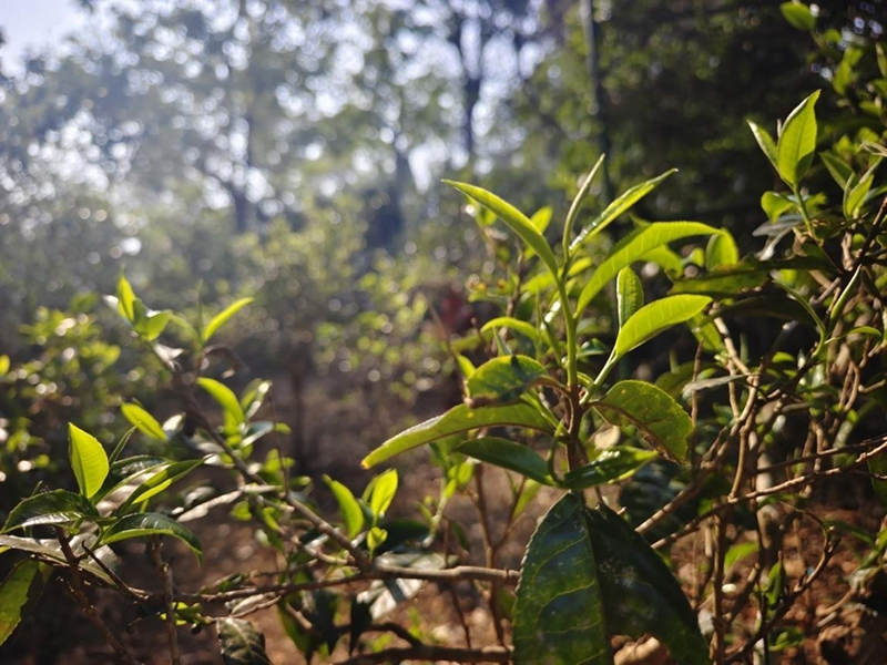 景邁山春茶。李茂穎攝