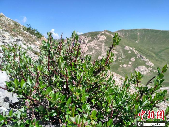 青藏高原山生柳灌木?！≈锌圃呵嗖馗咴?供圖