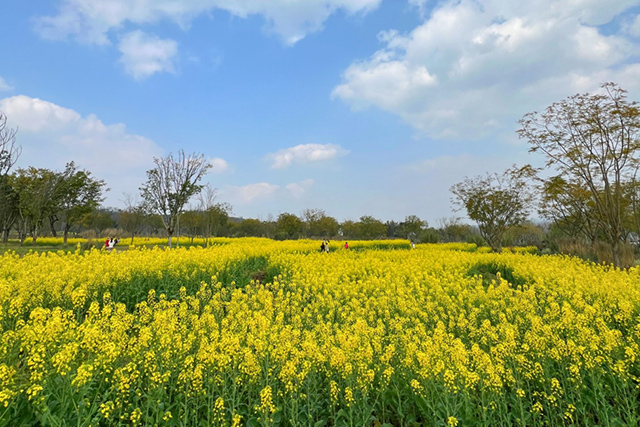 每到油菜花季，就有市民相約到重慶廣陽(yáng)島上踏青賞花。鄒樂(lè)攝