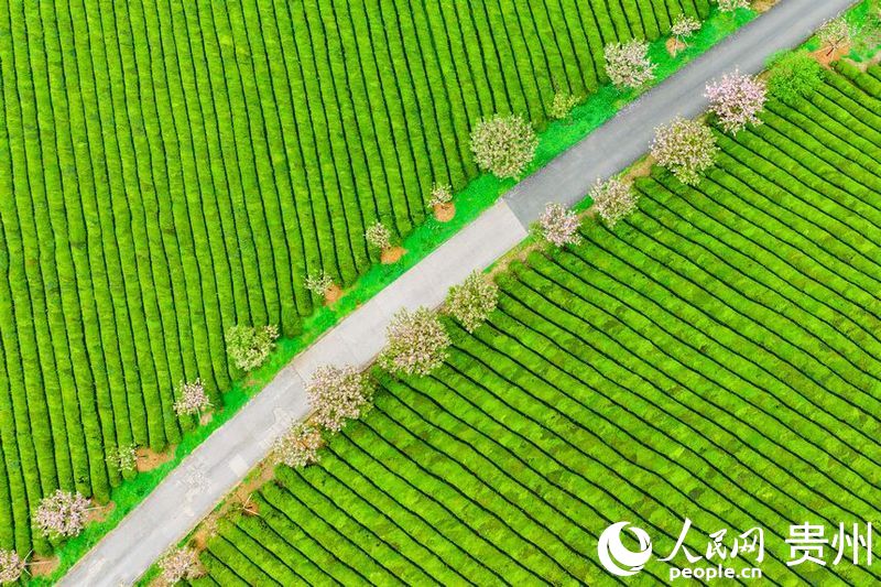 航拍貴州省遵義市湄潭縣的萬(wàn)畝茶海景區(qū)。人民網(wǎng) 陽(yáng)茜攝