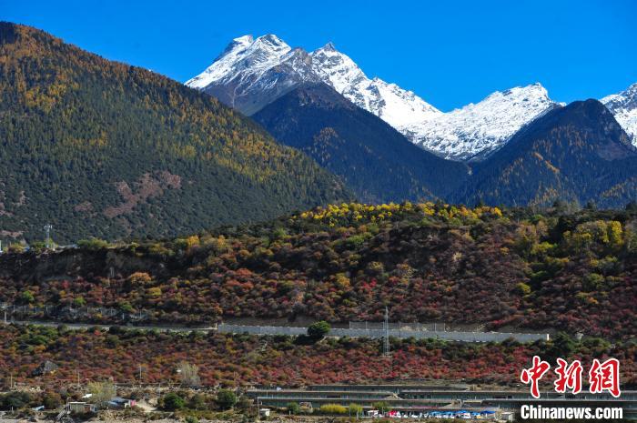 圖為11月8日，時值秋末冬初，雅魯藏布大峽谷旅游景區(qū)內(nèi)五彩交織的森林上雪峰林立，景色迷人?！垈?攝