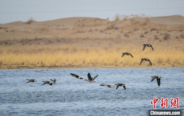 2022年3月下旬，甘肅敦煌，國家二級重點保護野生動物白額雁等雁屬鳥類在濕地棲息。(資料圖) 王斌銀 攝