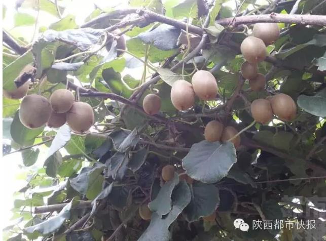 QQ瀏覽器截圖_20150920174830_107AB95EA68F49889CCFEDF107D37BC1.jpg