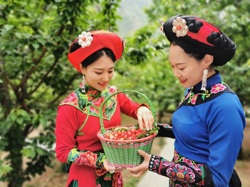 汶川大櫻桃，永現(xiàn)中國紅。汶川縣融媒體中心供圖
