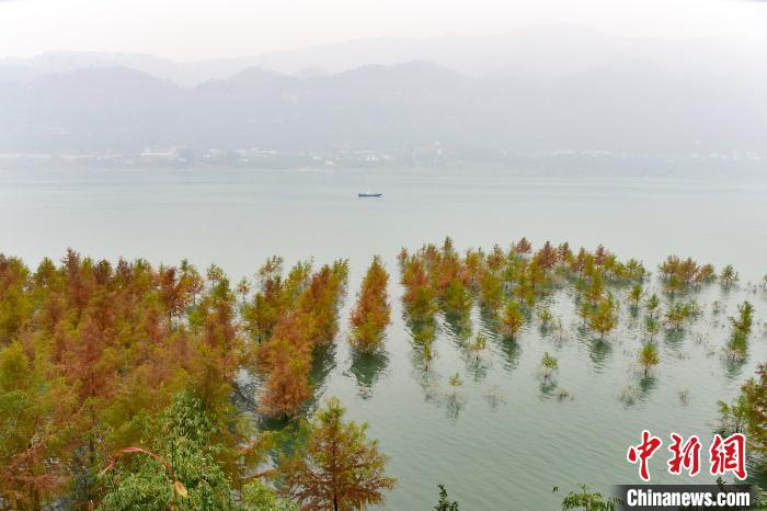 重慶筑牢生態(tài)屏障守護(hù)長(zhǎng)江上游綠水青山