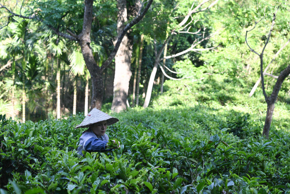 毛納村茶農(nóng)在茶園采茶(4月10日攝)。 新華社記者 楊冠宇 攝