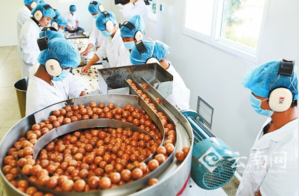 云南高原特色農(nóng)業(yè)穩(wěn)健邁向全國(guó)