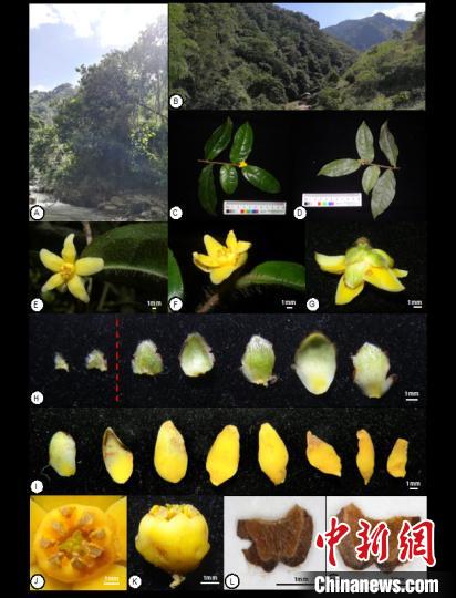 中國首次發(fā)現(xiàn)山茶屬管蕊茶組新植物——云南管蕊茶