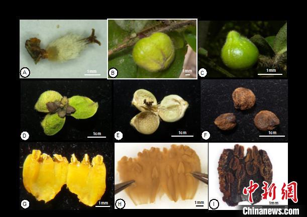 圖為云南管蕊茶的形態(tài)特征(A-F)及與同組另外2種的形態(tài)比較。中科院昆明植物研究所供圖