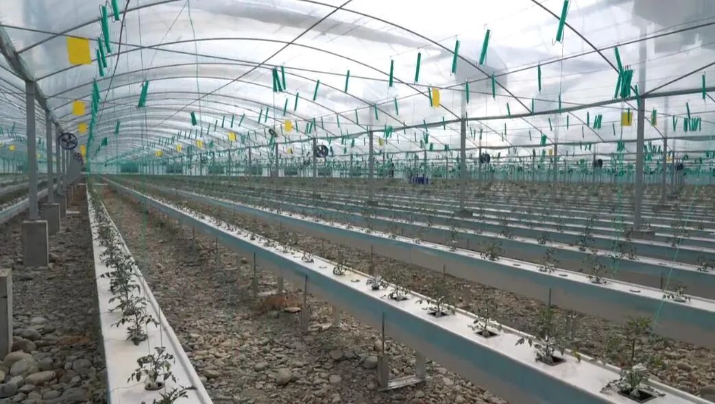 西藏戈壁田園物聯(lián)網“植物工廠”。萬李攝 西藏戈壁田園物聯(lián)網“植物工廠”。萬李攝