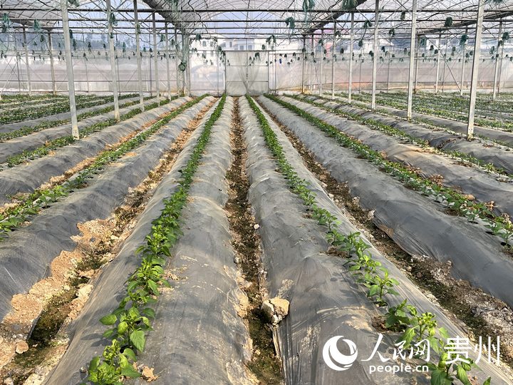 貴陽市臨江村高標(biāo)準(zhǔn)蔬菜保供基地內(nèi)蔬菜長勢良好。人民網(wǎng) 陳潔泉攝