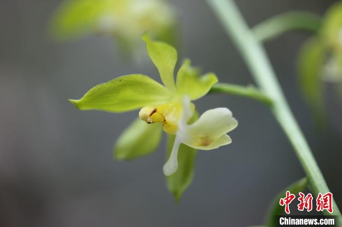 重慶發(fā)現(xiàn)植物新物種被命名為“巫溪蝦脊蘭”