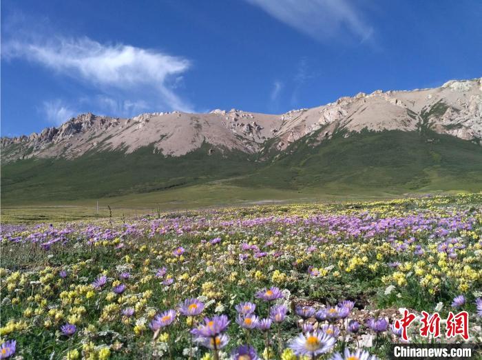 青藏高原灌木線景觀。　中科院青藏高原所 供圖