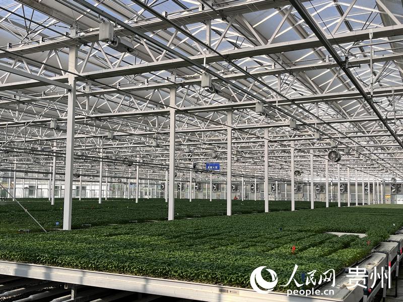 位于貴陽市開陽縣的貴州省現代種業(yè)集團蔬菜良種繁育中心蔬菜育苗忙。人民網 陳潔泉攝